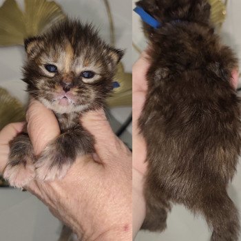 chaton Maine coon brown tortie tabby Azure Chatterie Kitten's Palace Elevage de Maine Coon