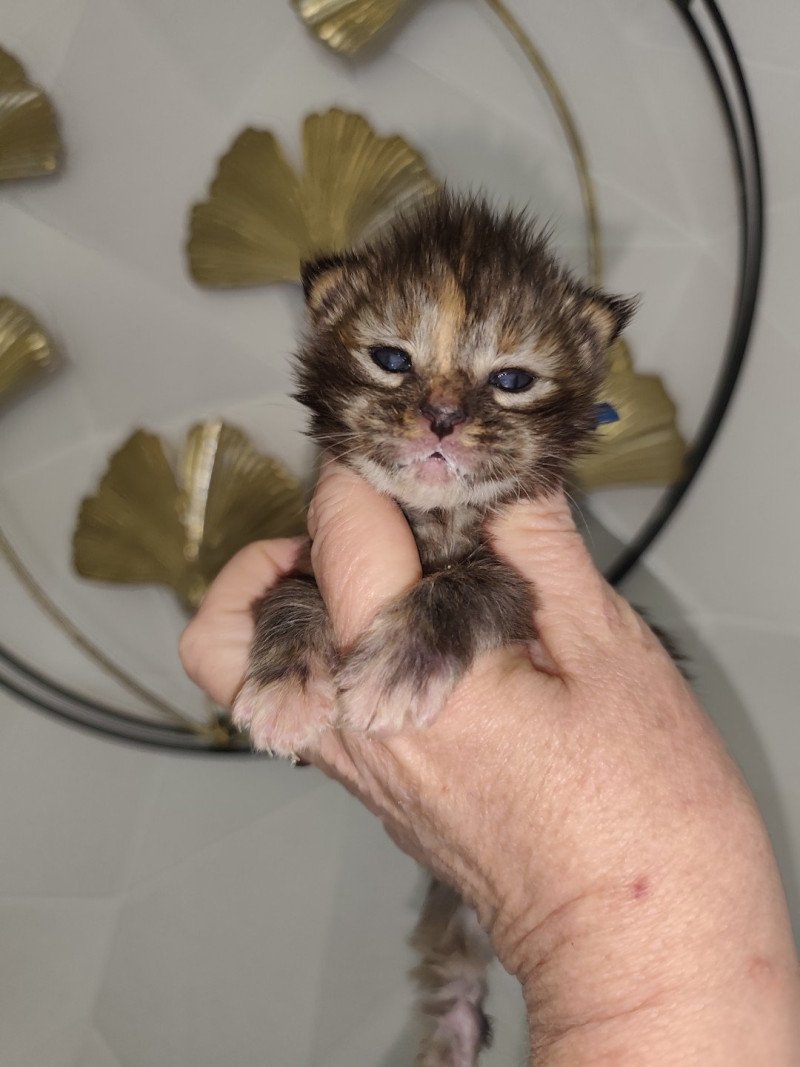 Azure Kitten's Palace Femelle Maine coon
