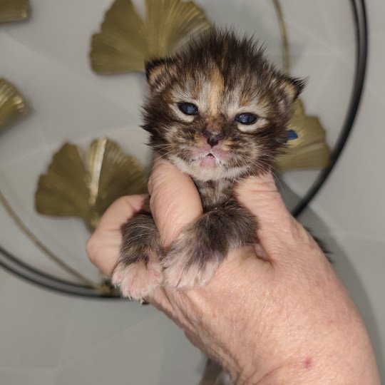 Azure Kitten's Palace Femelle Maine coon