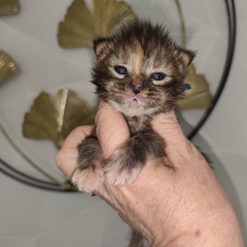 chaton Maine coon brown tortie tabby Azure Chatterie Kitten's Palace Elevage de Maine Coon