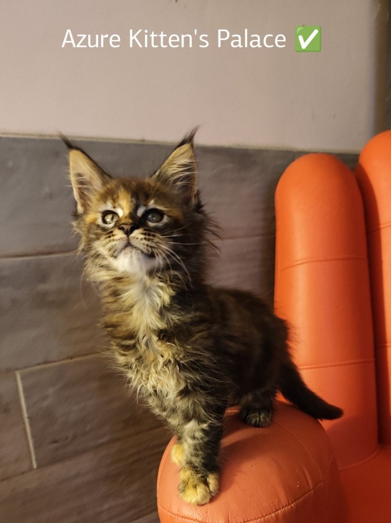 Azure Kitten's Palace Femelle Maine coon