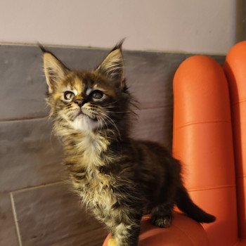 chaton Maine coon brown tortie tabby Azure Chatterie Kitten's Palace Elevage de Maine Coon