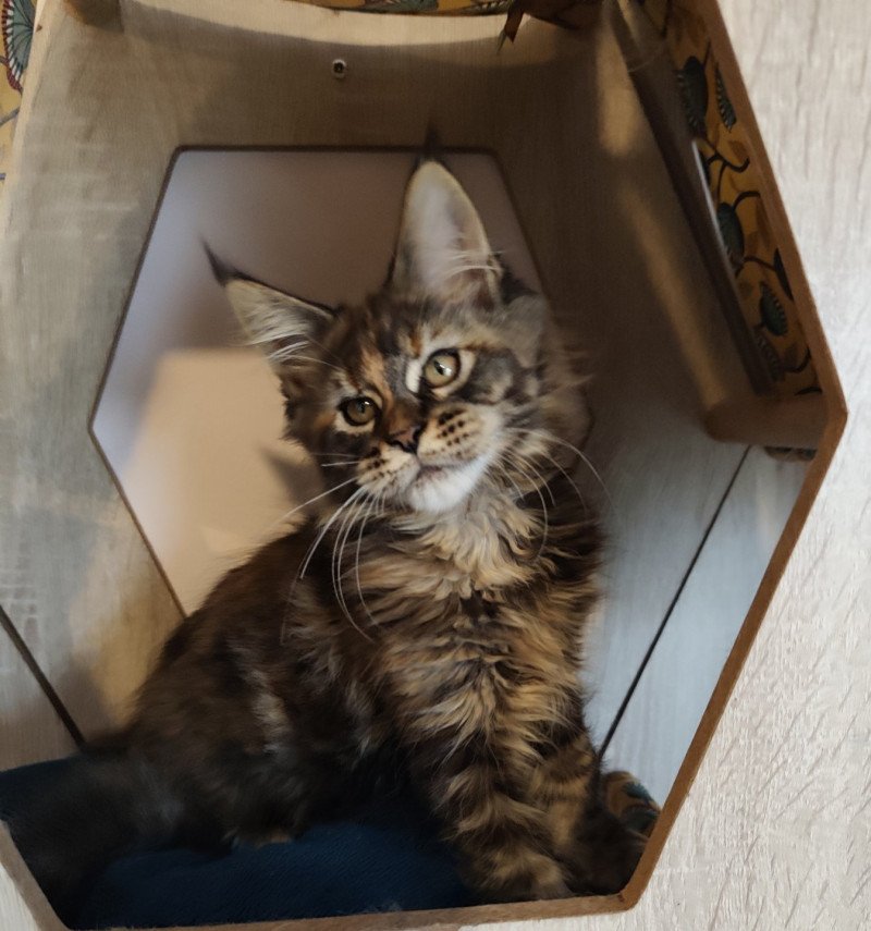 Azure Kitten's Palace Femelle Maine coon