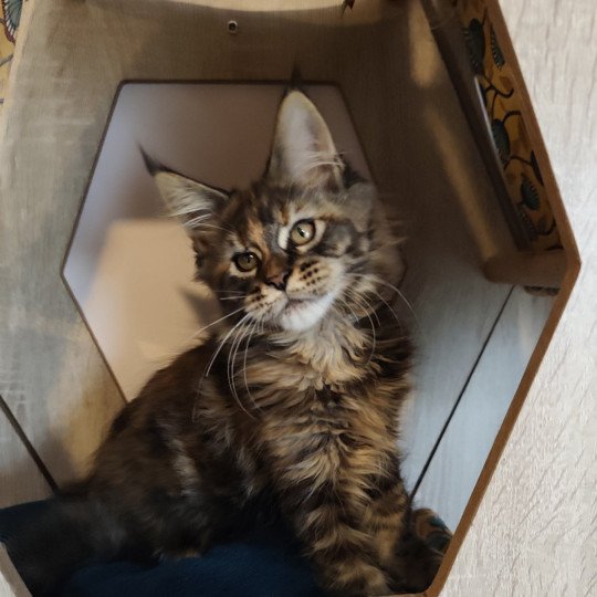 Azure Kitten's Palace Femelle Maine coon