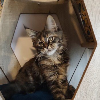chaton Maine coon brown tortie tabby Azure Chatterie Kitten's Palace Elevage de Maine Coon chaton Maine coon brown tortie tabby Azure Chatterie Kitten's Palace Elevage de Maine Coon