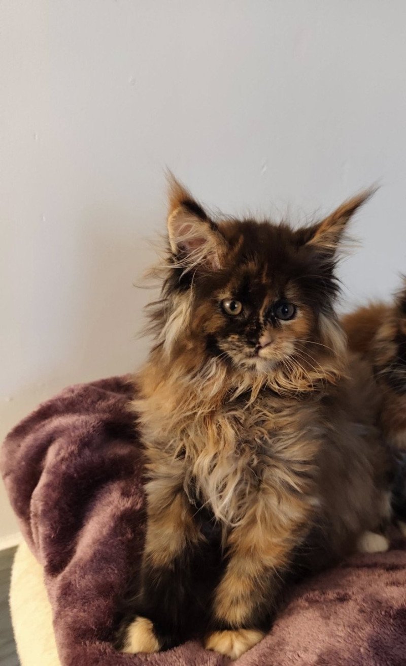 Angy Kitten's Palace Femelle Maine coon