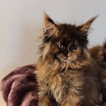 chat Maine coon black tortie Angy Chatterie Kitten's Palace Elevage de Maine Coon