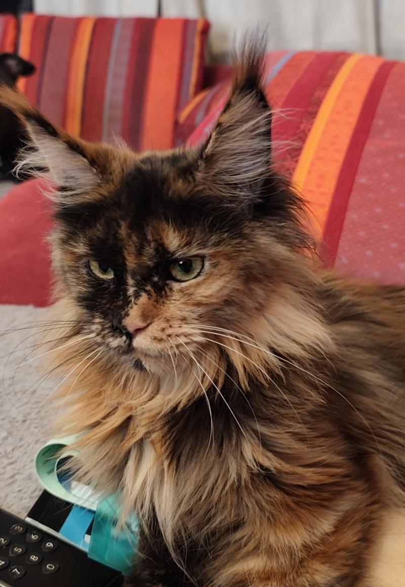 Angy Kitten's Palace Kitten's Palace Femelle Maine coon