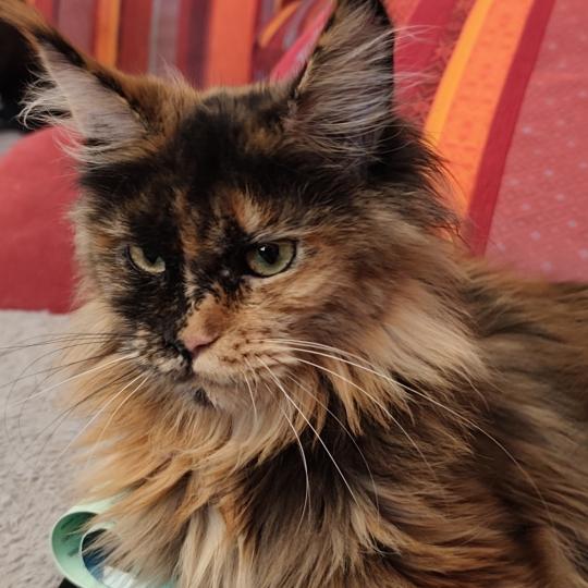Angy Kitten's Palace Kitten's Palace Femelle Maine coon