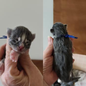 chaton Maine coon blue B collier bleu foncé Chatterie Kitten's Palace Elevage de Maine Coon