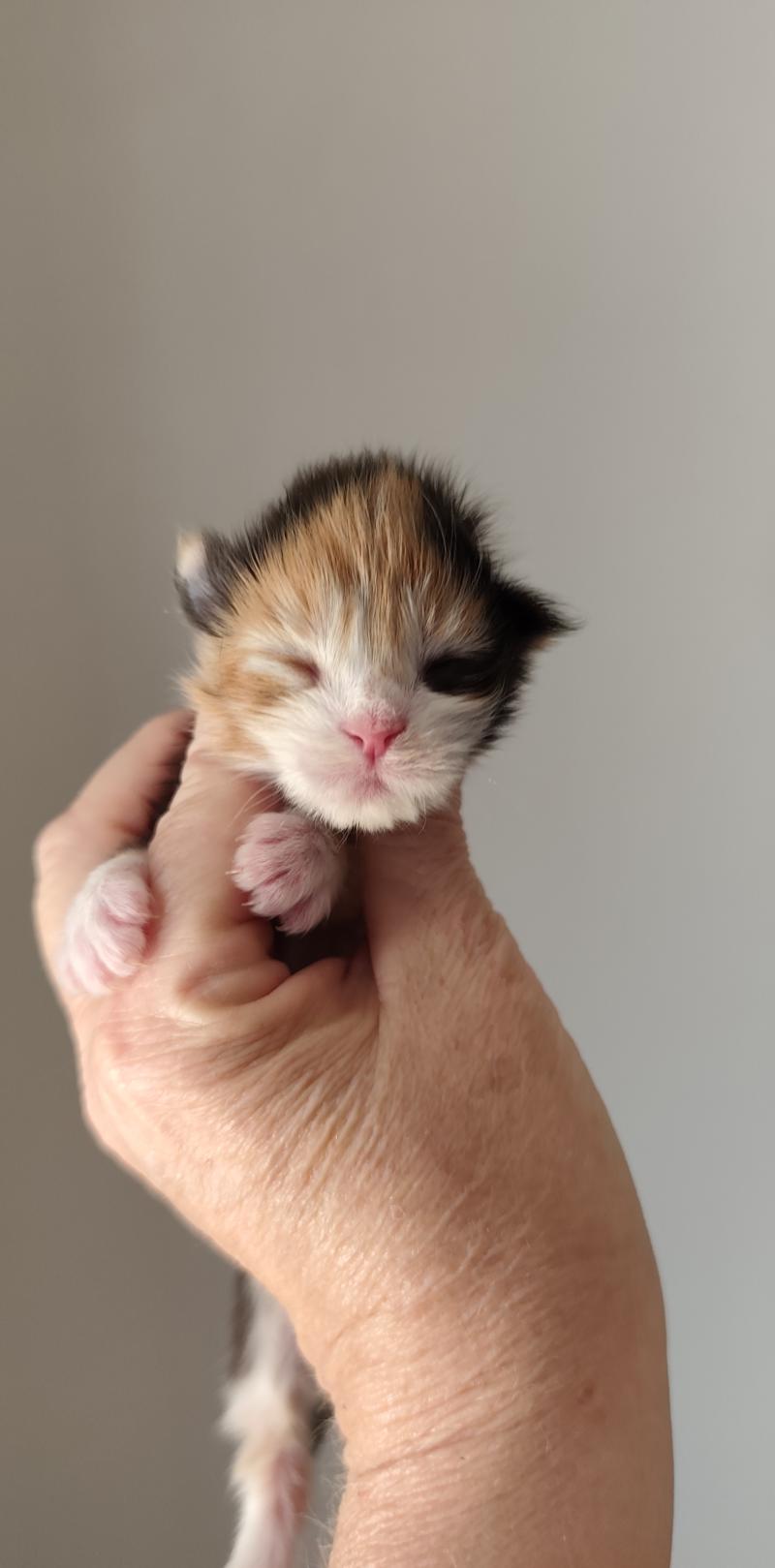 B collier gris clair Kitten's Palace Femelle Maine coon