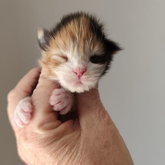 B collier gris clair Kitten's Palace Femelle Maine coon