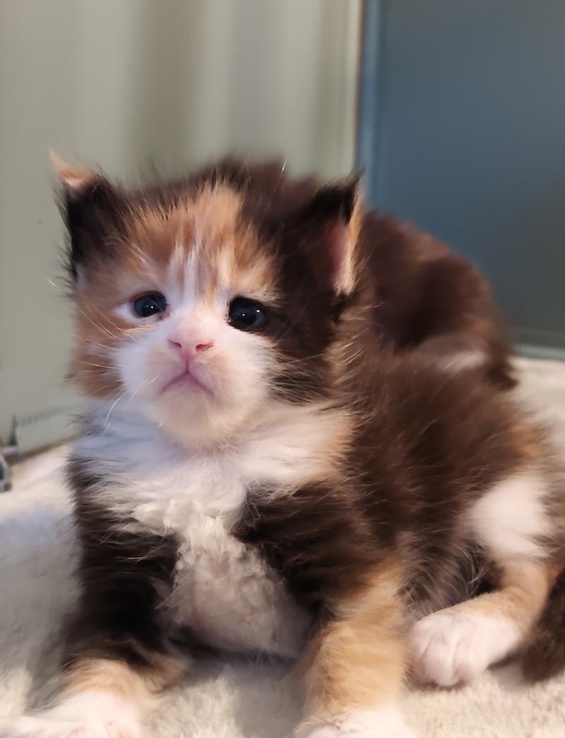 Brume Kitten's Palace Femelle Maine coon