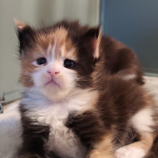 Brume Kitten's Palace Femelle Maine coon