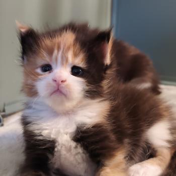 chaton Maine coon black tortie bicolor Brume Chatterie Kitten's Palace Elevage de Maine Coon
