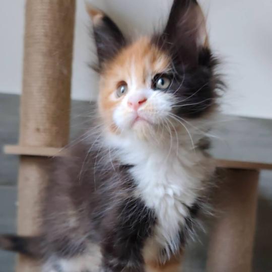 Brume Kitten's Palace Femelle Maine coon