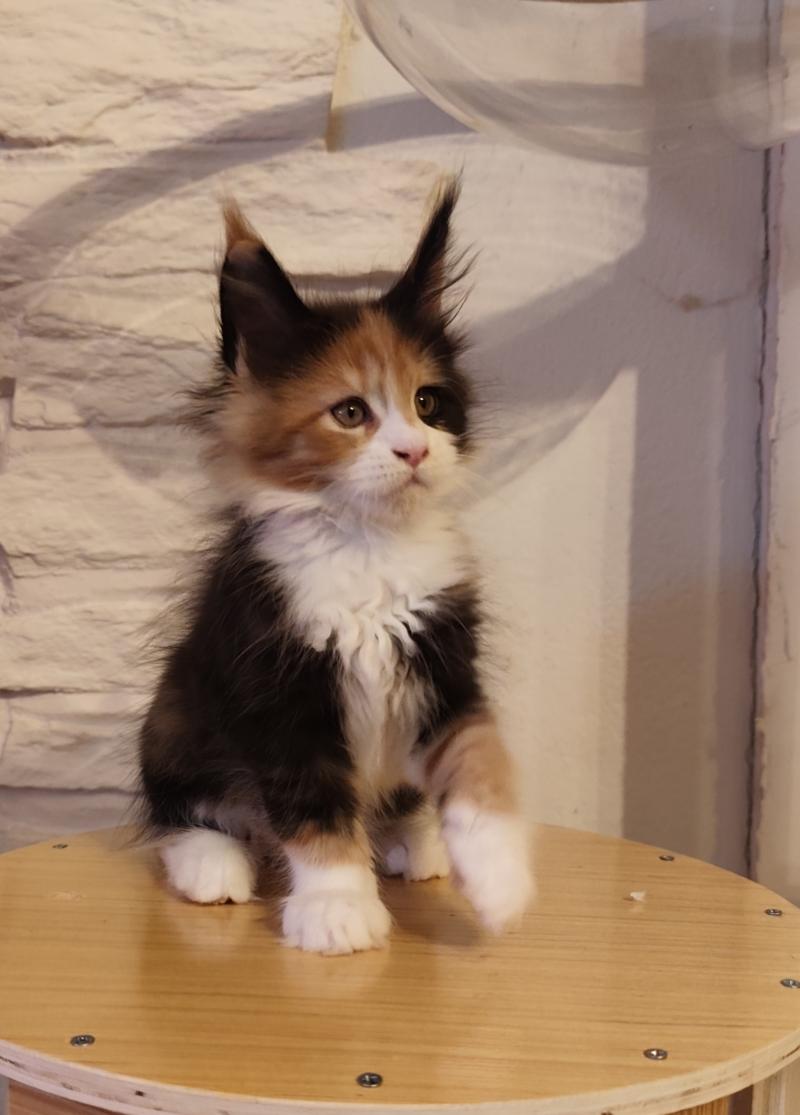 Brume Kitten's Palace Femelle Maine coon