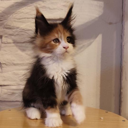 Brume Kitten's Palace Femelle Maine coon