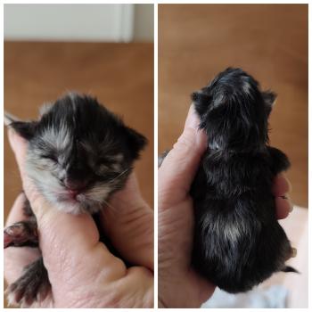 chaton Maine coon black tortie B collier gris Chatterie Kitten's Palace Elevage de Maine Coon