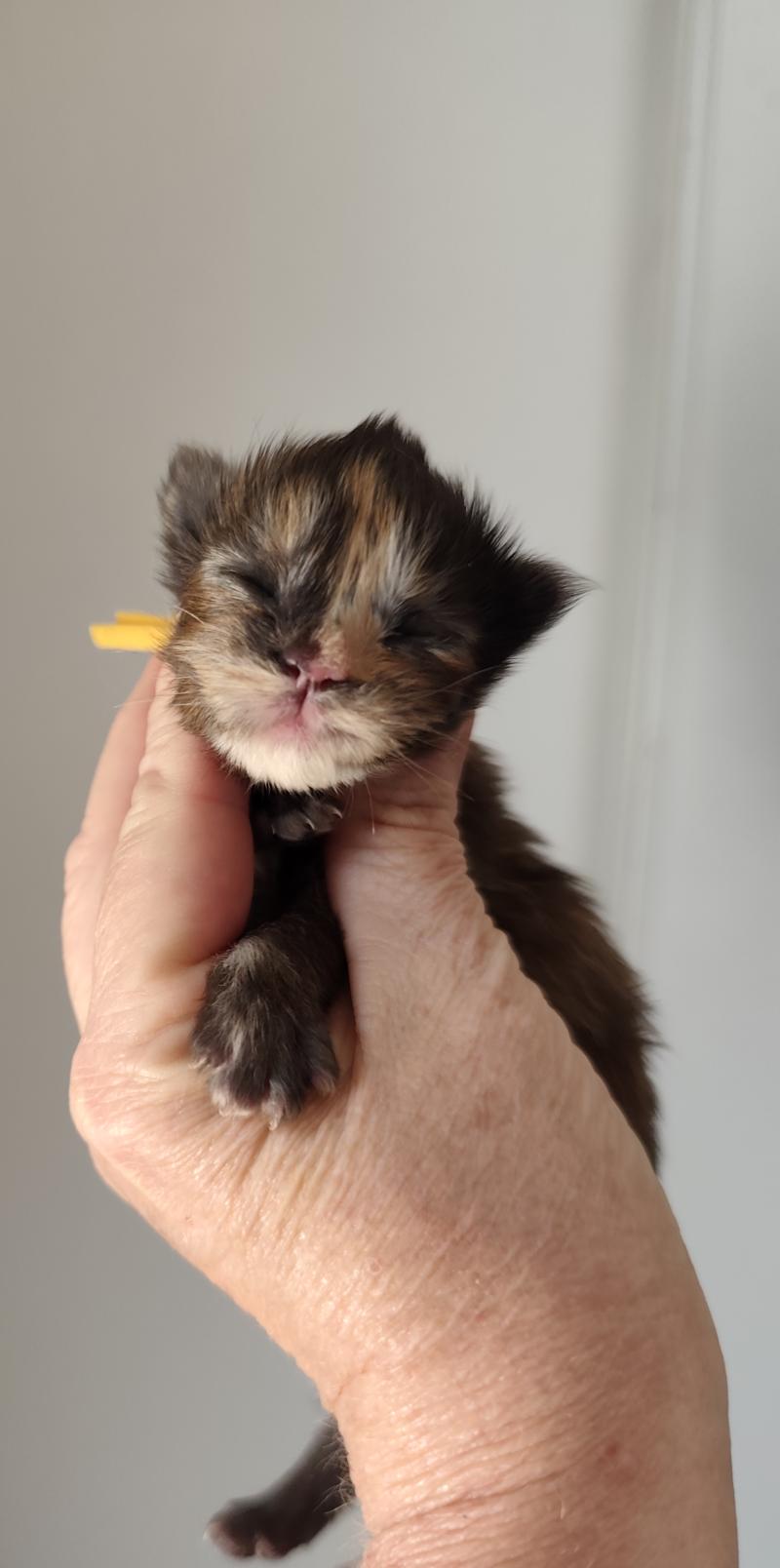 B collier jaune Kitten's Palace Femelle Maine coon