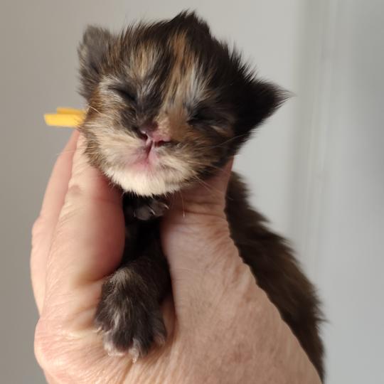 B collier jaune Kitten's Palace Femelle Maine coon