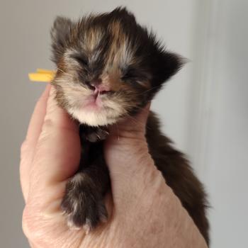 chaton Maine coon black tortie B collier jaune Chatterie Kitten's Palace Elevage de Maine Coon