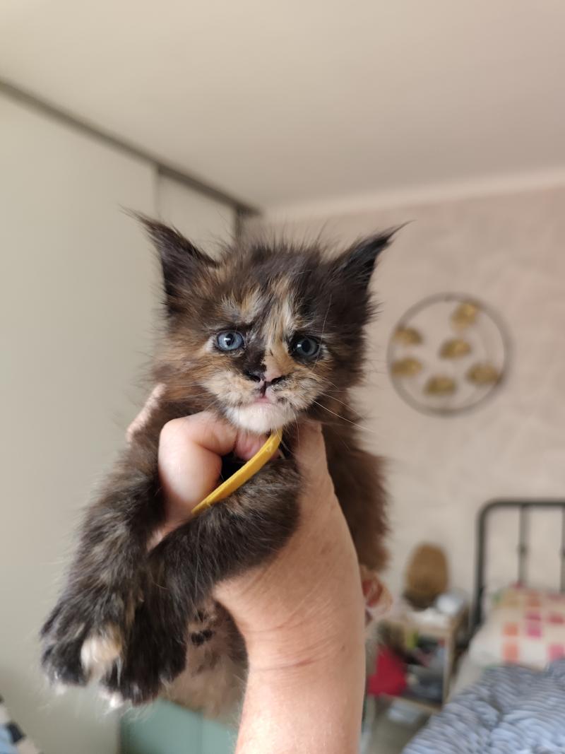Baïka Kitten's Palace Femelle Maine coon