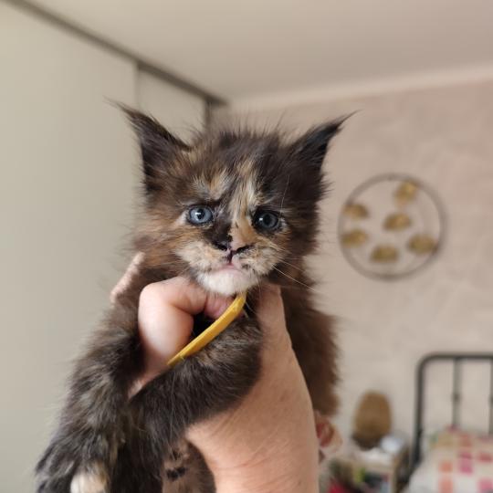 Baïka Kitten's Palace Femelle Maine coon