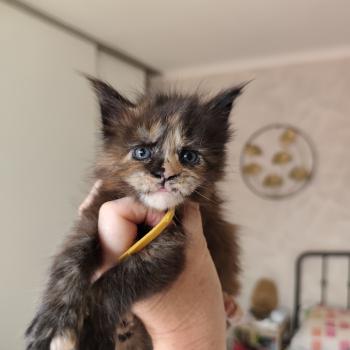 chaton Maine coon black tortie Baïka Chatterie Kitten's Palace Elevage de Maine Coon