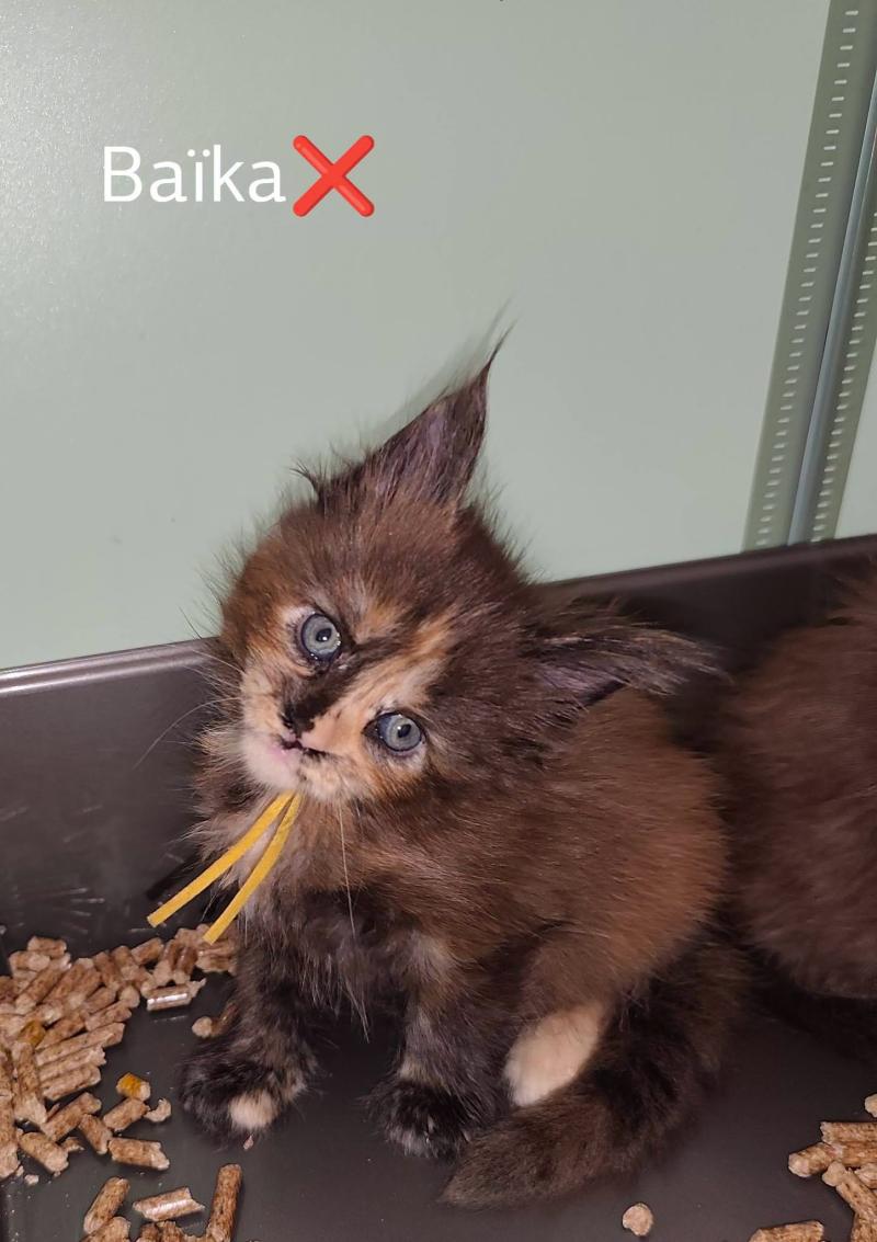 Baïka Kitten's Palace Femelle Maine coon