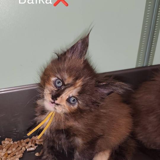 Baïka Kitten's Palace Femelle Maine coon