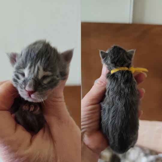 Bosko Kitten's Palace Mâle Maine coon