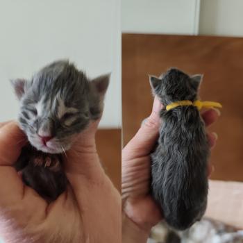 chaton Maine coon blue B collier jaune Chatterie Kitten's Palace Elevage de Maine Coon