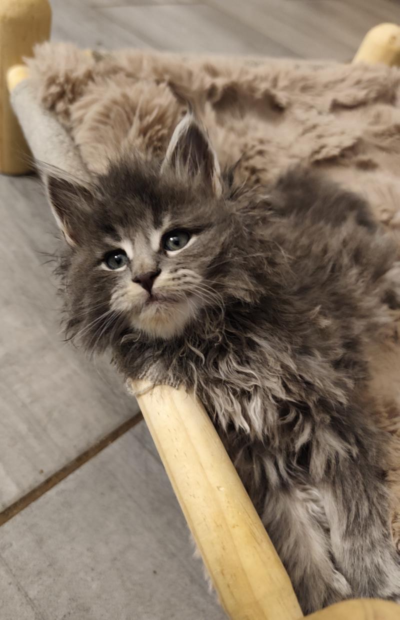 Bosko Kitten's Palace Mâle Maine coon