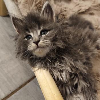 chaton Maine coon blue Bosko Chatterie Kitten's Palace Elevage de Maine Coon