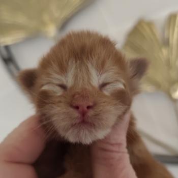 chaton Maine coon red B collier orange Chatterie Kitten's Palace Elevage de Maine Coon