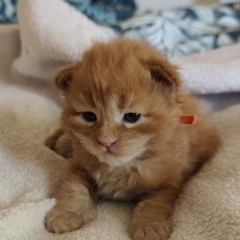 chaton Maine coon red B collier orange Chatterie Kitten's Palace Elevage de Maine Coon