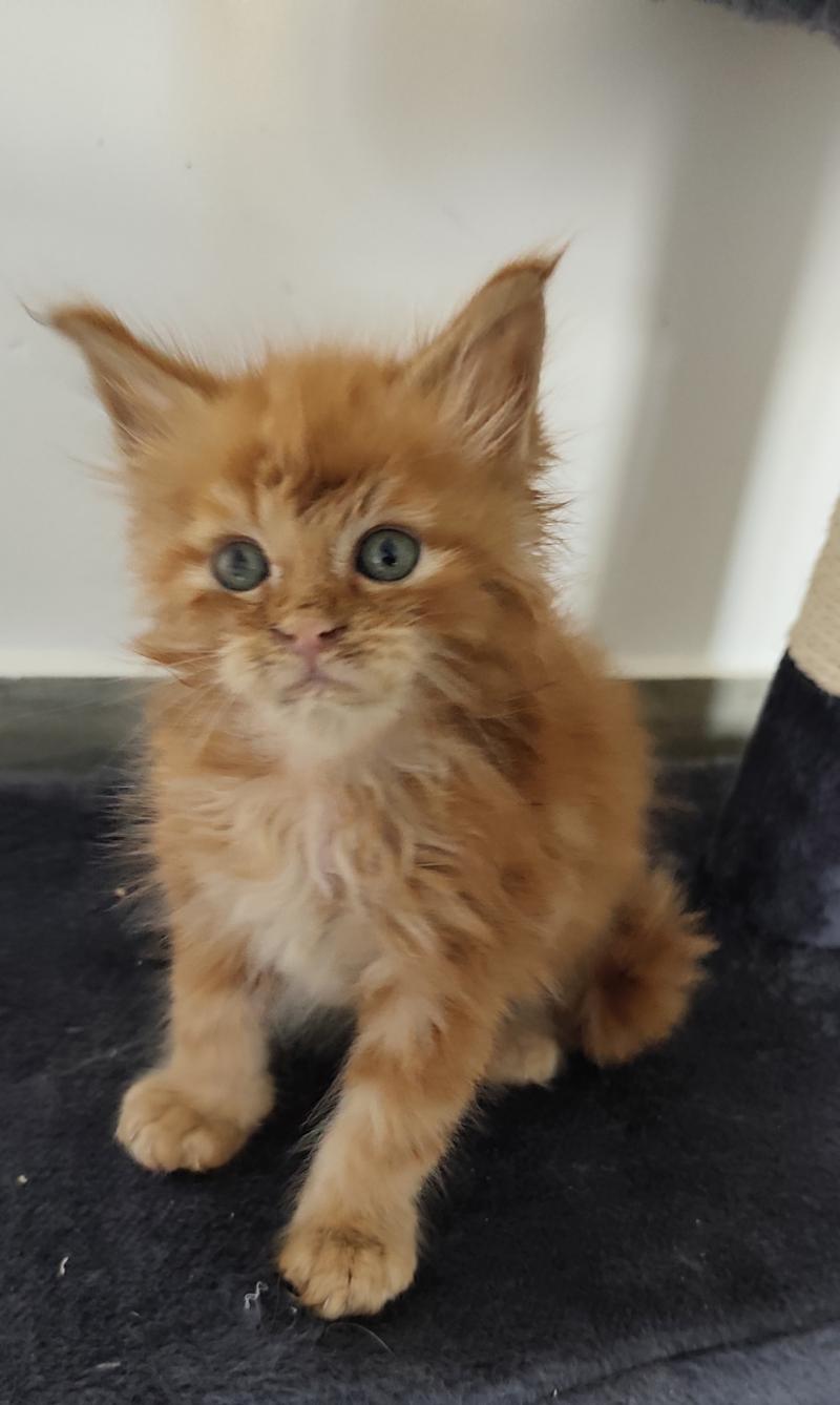 Bugi Kitten's Palace Mâle Maine coon