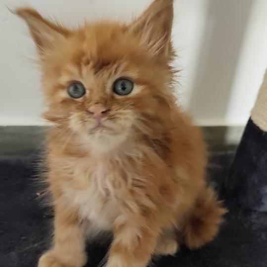 Bugi Kitten's Palace Mâle Maine coon
