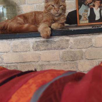 chaton Maine coon red Baxter Chatterie Kitten's Palace Elevage de Maine Coon