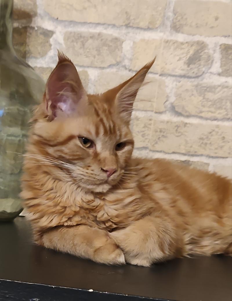 Baxter Kitten's Palace Mâle Maine coon