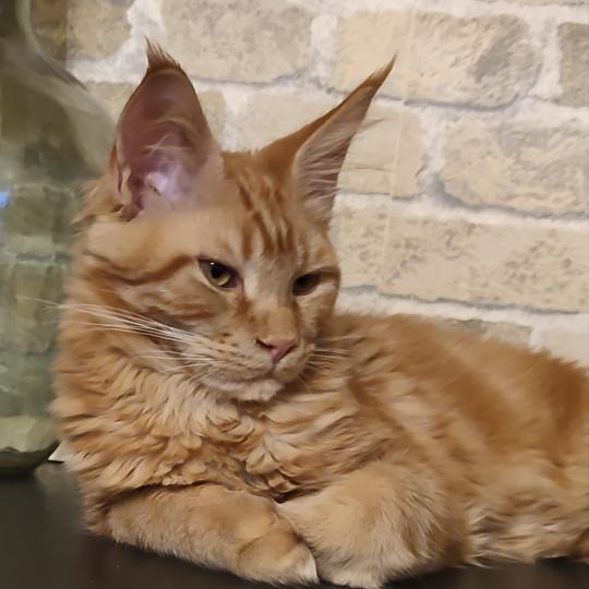 Baxter Kitten's Palace Mâle Maine coon
