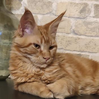 chaton Maine coon red Baxter Chatterie Kitten's Palace Elevage de Maine Coon