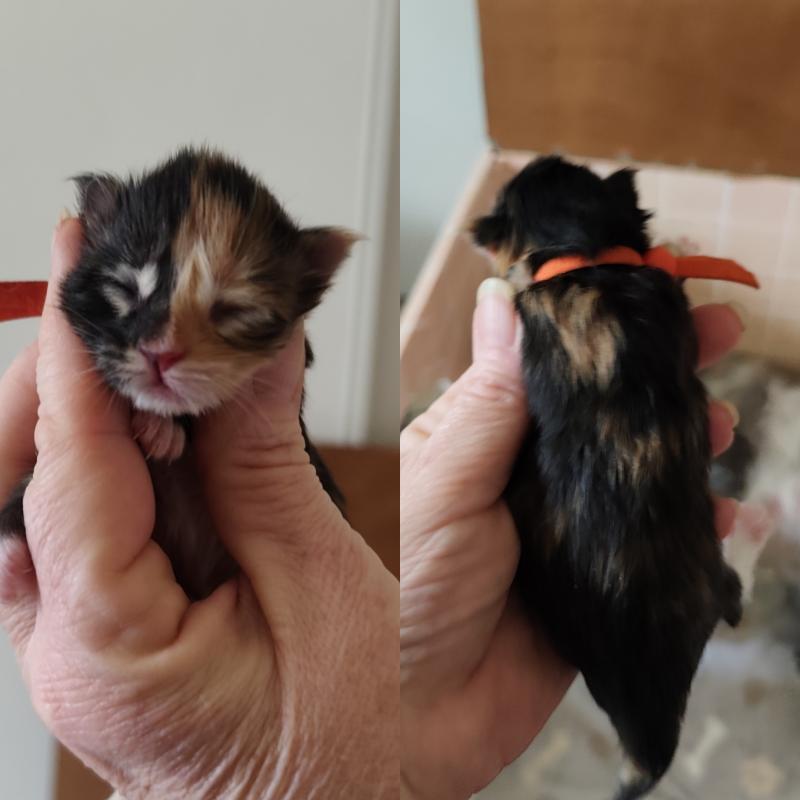 B collier orange Kitten's Palace Femelle Maine coon