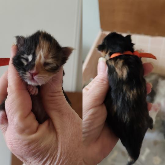 Bastet Kitten's Palace Femelle Maine coon