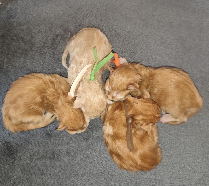 B collier rose Kitten's Palace Femelle Maine coon