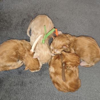 chaton Maine coon red B collier rose Chatterie Kitten's Palace Elevage de Maine Coon