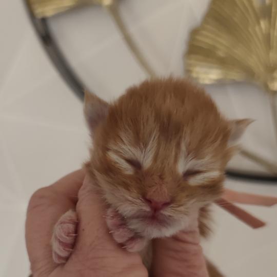 B collier rose Kitten's Palace Femelle Maine coon
