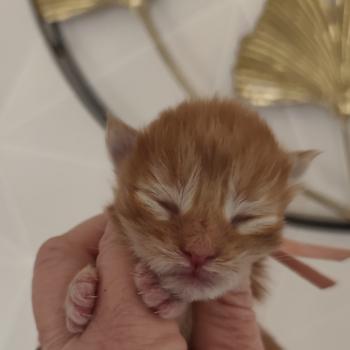 chaton Maine coon red B collier rose Chatterie Kitten's Palace Elevage de Maine Coon