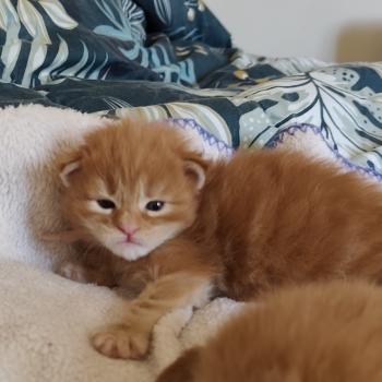 chaton Maine coon red B collier rose Chatterie Kitten's Palace Elevage de Maine Coon